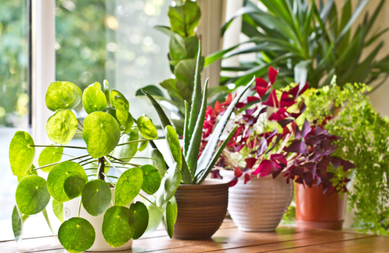 Buy House Plants Online